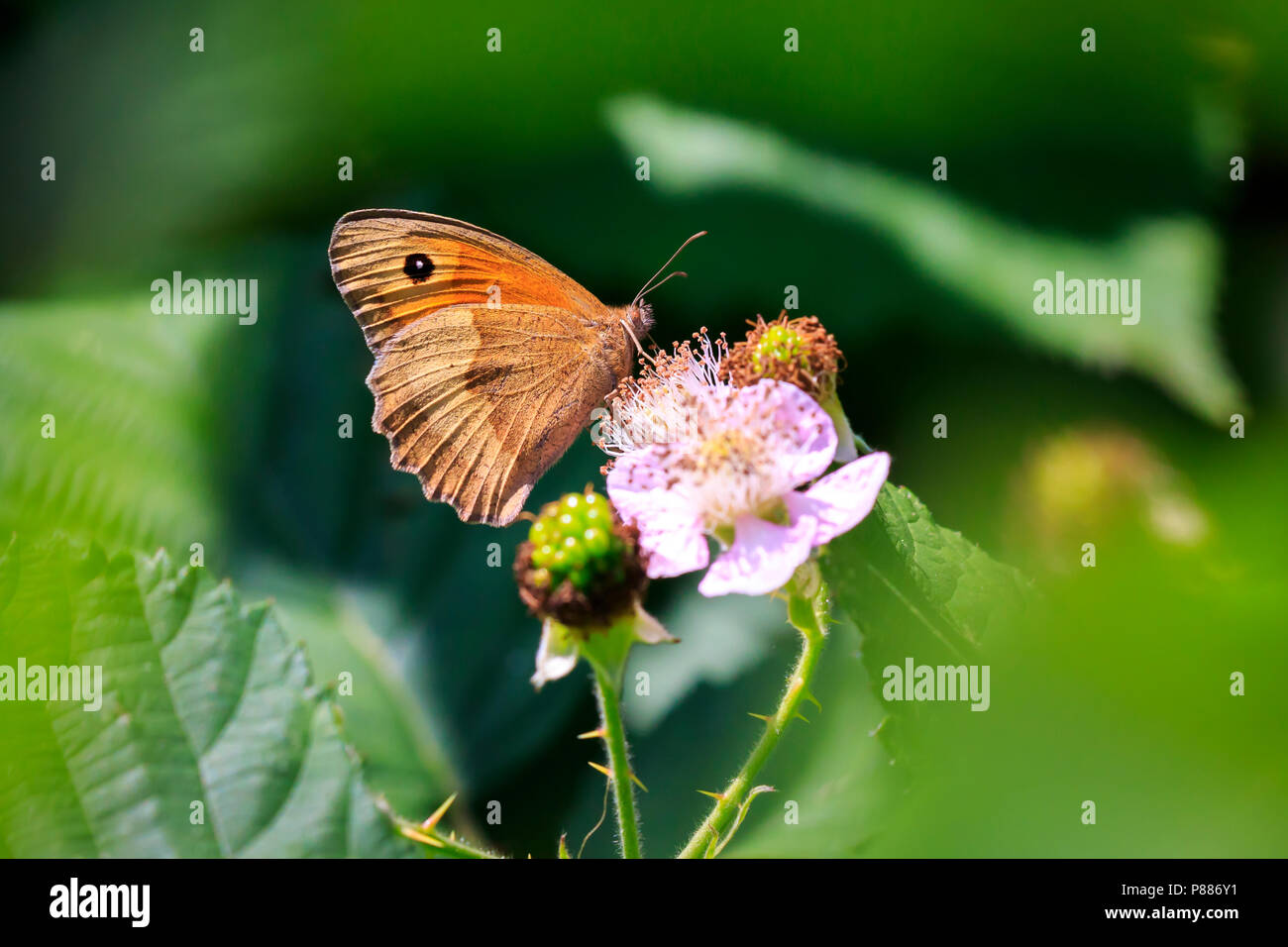 Closeup side view of a Brown meadow butterfly Maniola jurtina feeding ...
