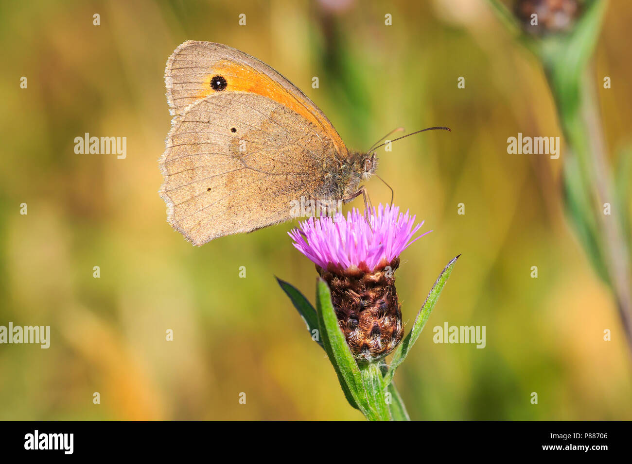 Side view wings close up of a Meadow Brown butterfly (Maniola jurtina) feeding on a purple Thistle flower Stock Photo