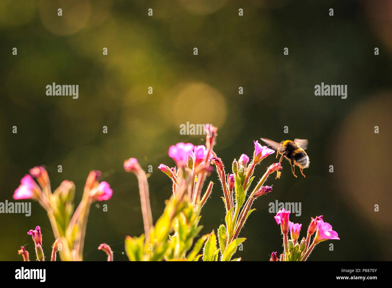 Closeup of a Bombus terrestris, the buff-tailed bumblebee or large earth bumblebee, feeding nectar of pink flowers Stock Photo