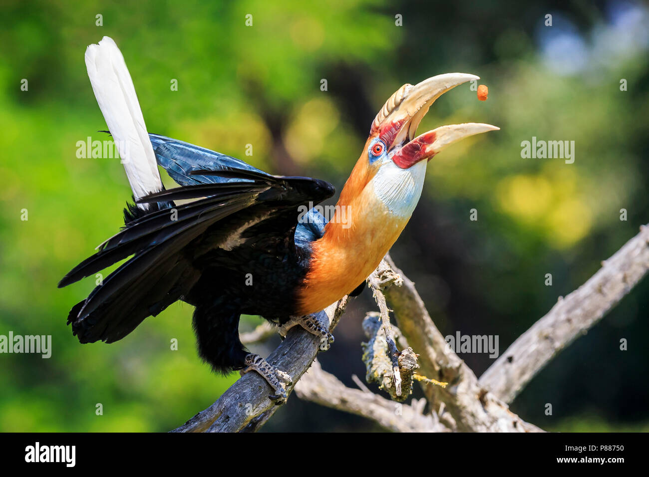 Closeup portrait of a male Blyth's hornbill Rhyticeros plicatus, or Papuan hornbill in a green rain forest. This bird is native to the Moluccas, New G Stock Photo