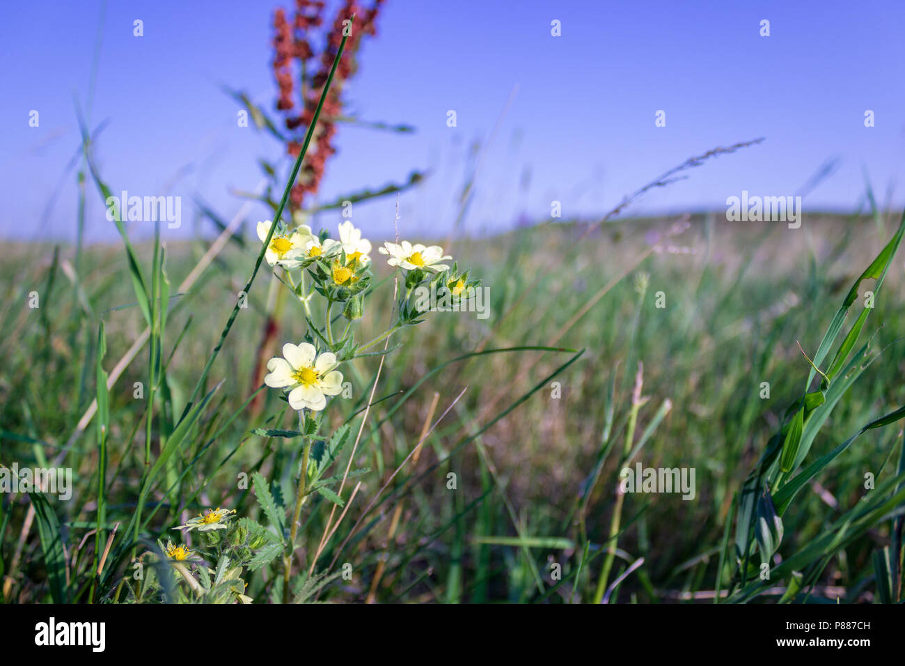 A sulfur cinquefoil stands tall amid the native grasses in the Nebraska Sandhills.  The Sandhills are an ecological feature unique to Nebraska. Stock Photo