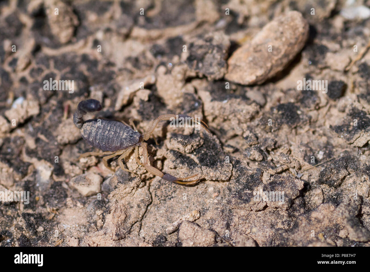 Scorpion species, Oman Stock Photo