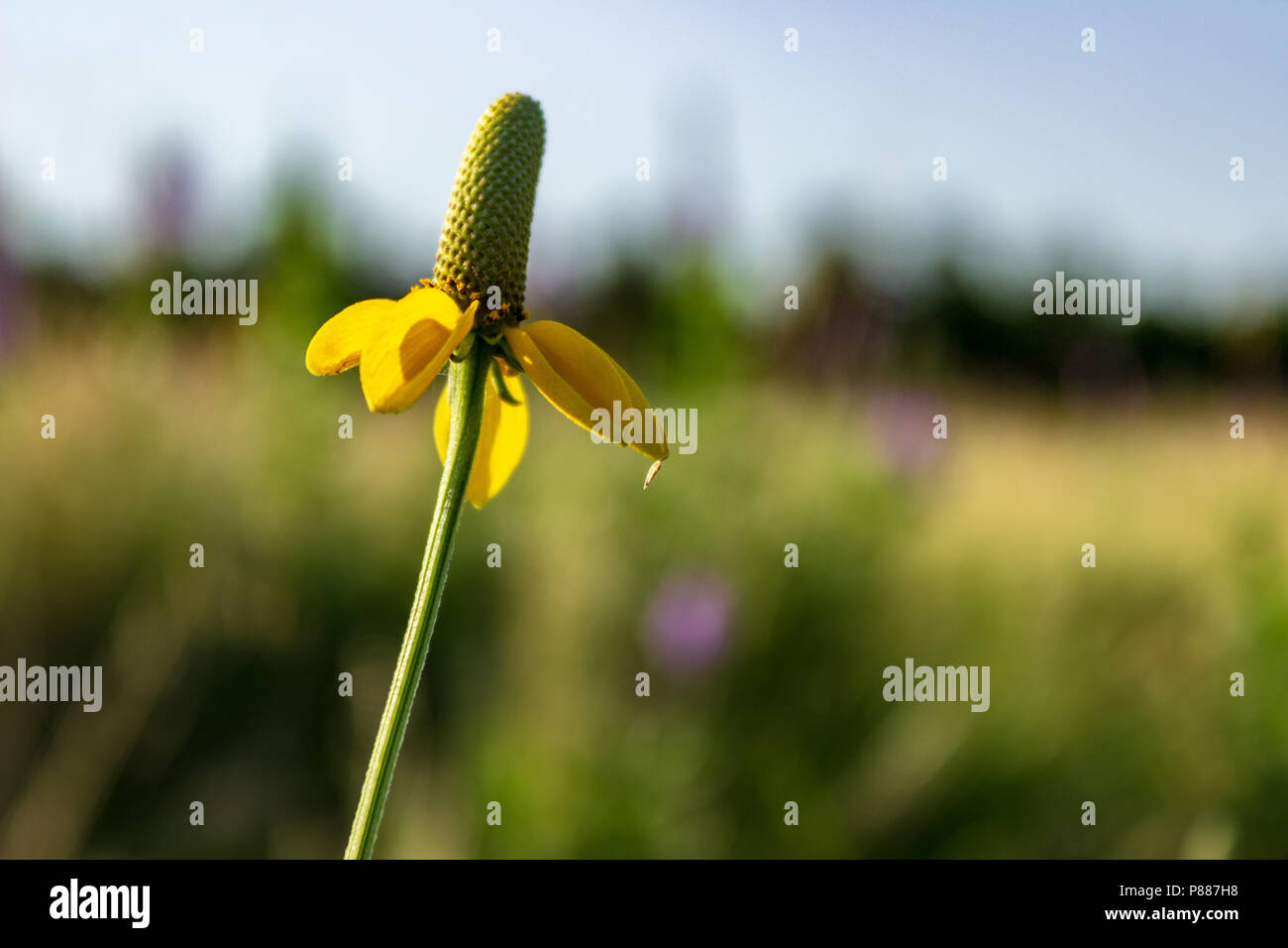 The yellow petals of a prairie coneflower provide a splash of color, and the drooping shape lends to the common name of Mexican Hat. Stock Photo