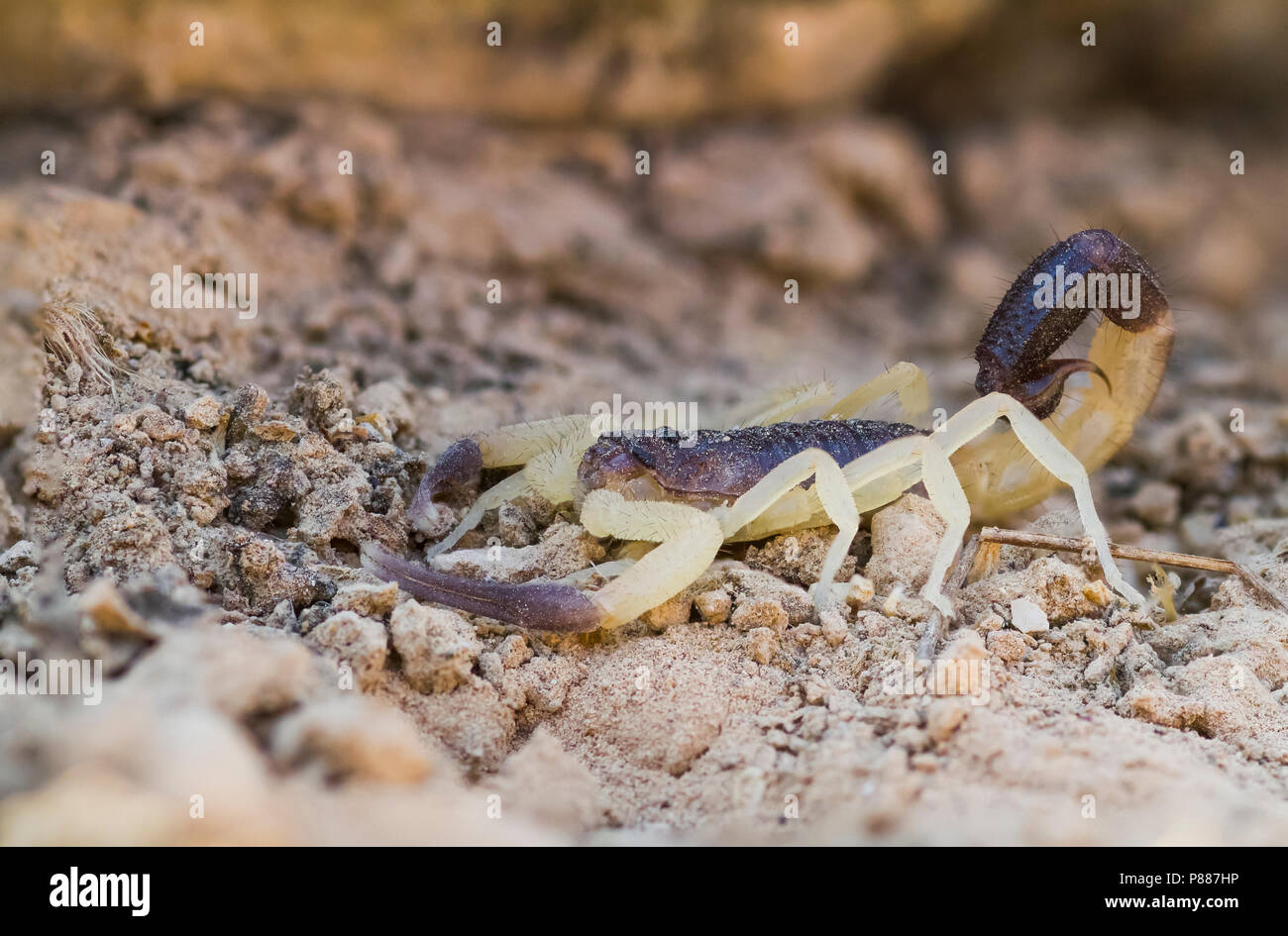 Scorpion species, Oman Stock Photo