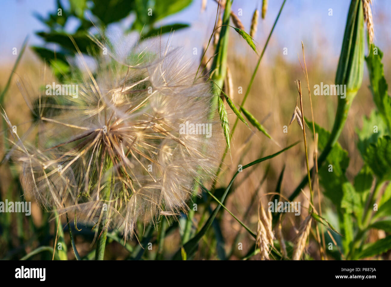 The seed head of the Western Salsify, looking very much like a giant dandelion, stands amid the prairie grasses of the Nebraska Sandhills. Stock Photo