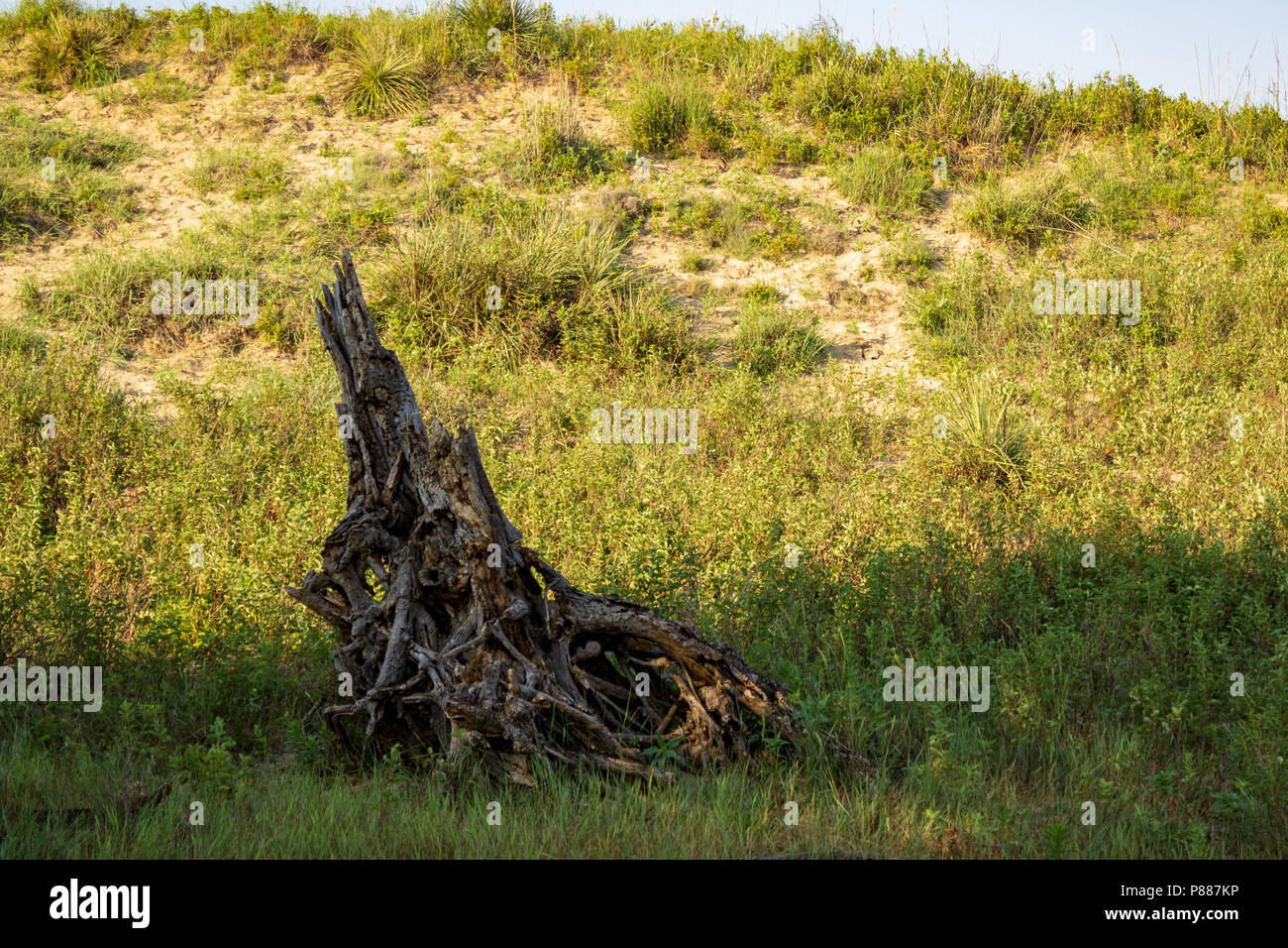 Hackberry Stumps Tree stump and feature hi-res stock photography and images - Alamy