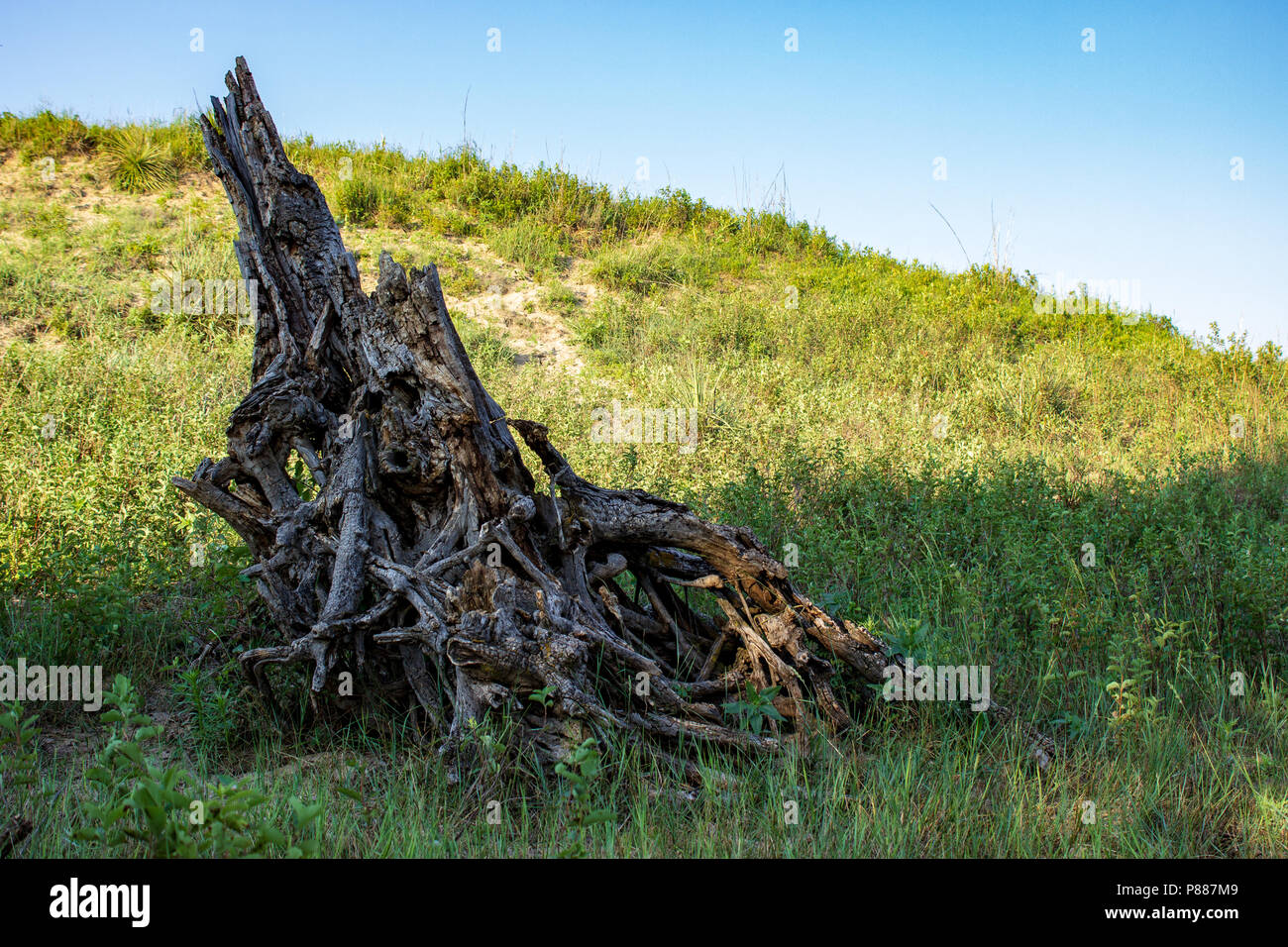 Hackberry Stumps Old Gnarled Tree Stump High Resolution Stock Photography and Images - Alamy