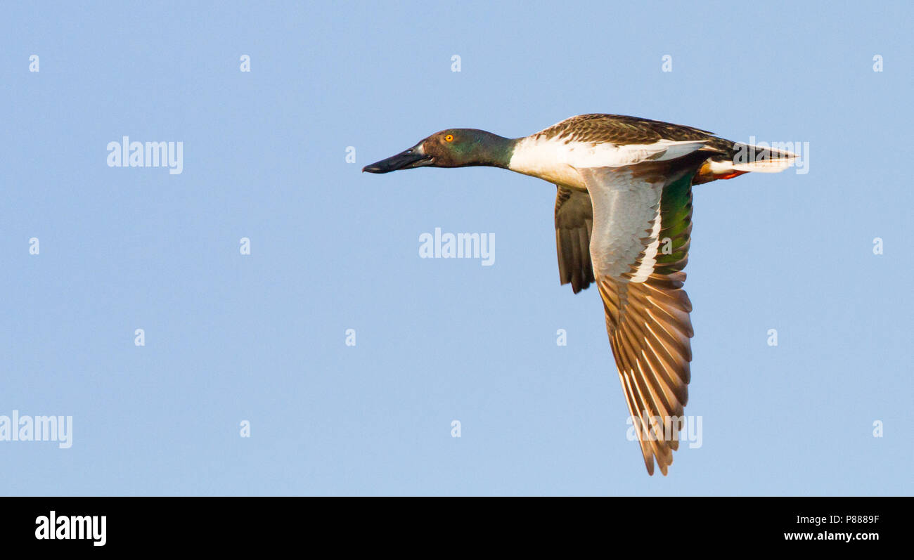 Male Northern Shoveler in flight against a blue sky. Stock Photo