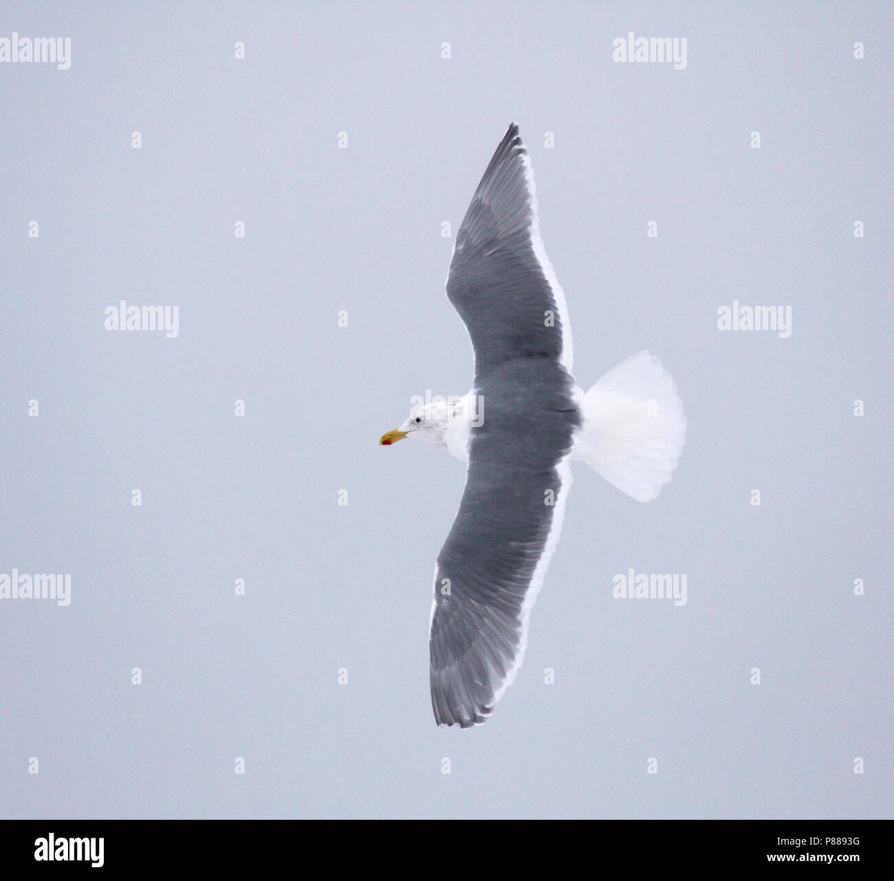 Adult winterplumage Glaucous-winged Gull (Larus glaucescens) wintering in Japan. Stock Photo