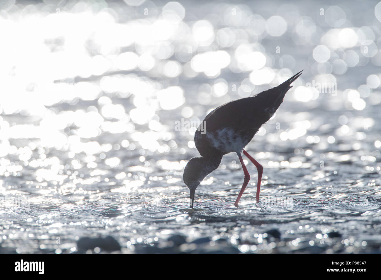 Immature Black Stilt (Himantopus novaezelandiae) with backlight foraging in a river in the Glentanner area, South Island, New Zealand. A Critically En Stock Photo
