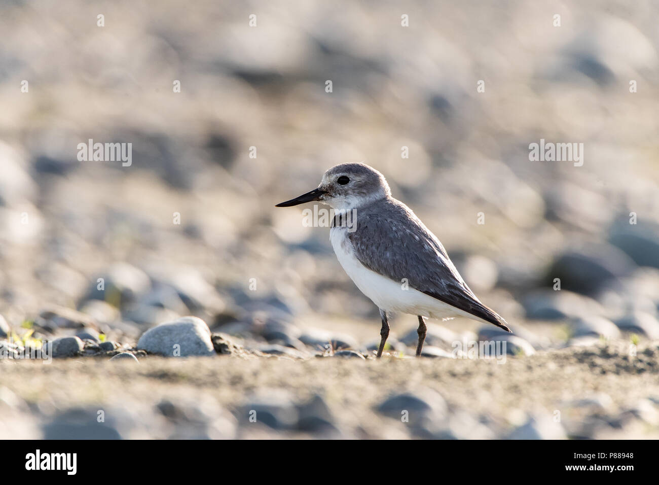 Wrybill (Anarhynchus frontalis) standing in a river bed with stones. It breeds on large braided rivers in central South Island, New Zealand. Stock Photo