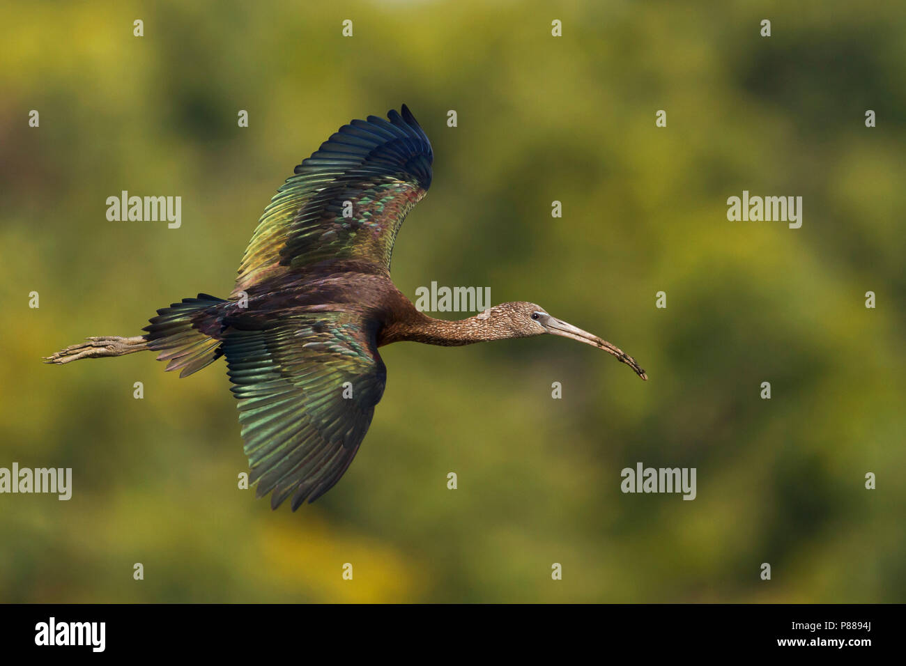 Glossy Ibis - Brauner Sichler - Plegadis falcinellus, Morocco, adult Stock Photo