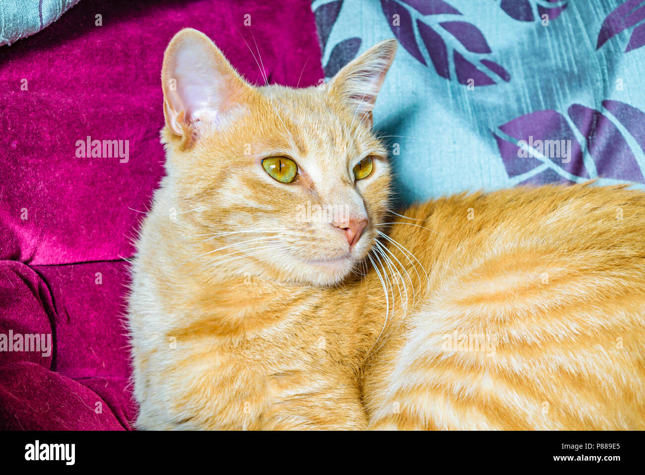 Beautiful adult male yellow cat at home 