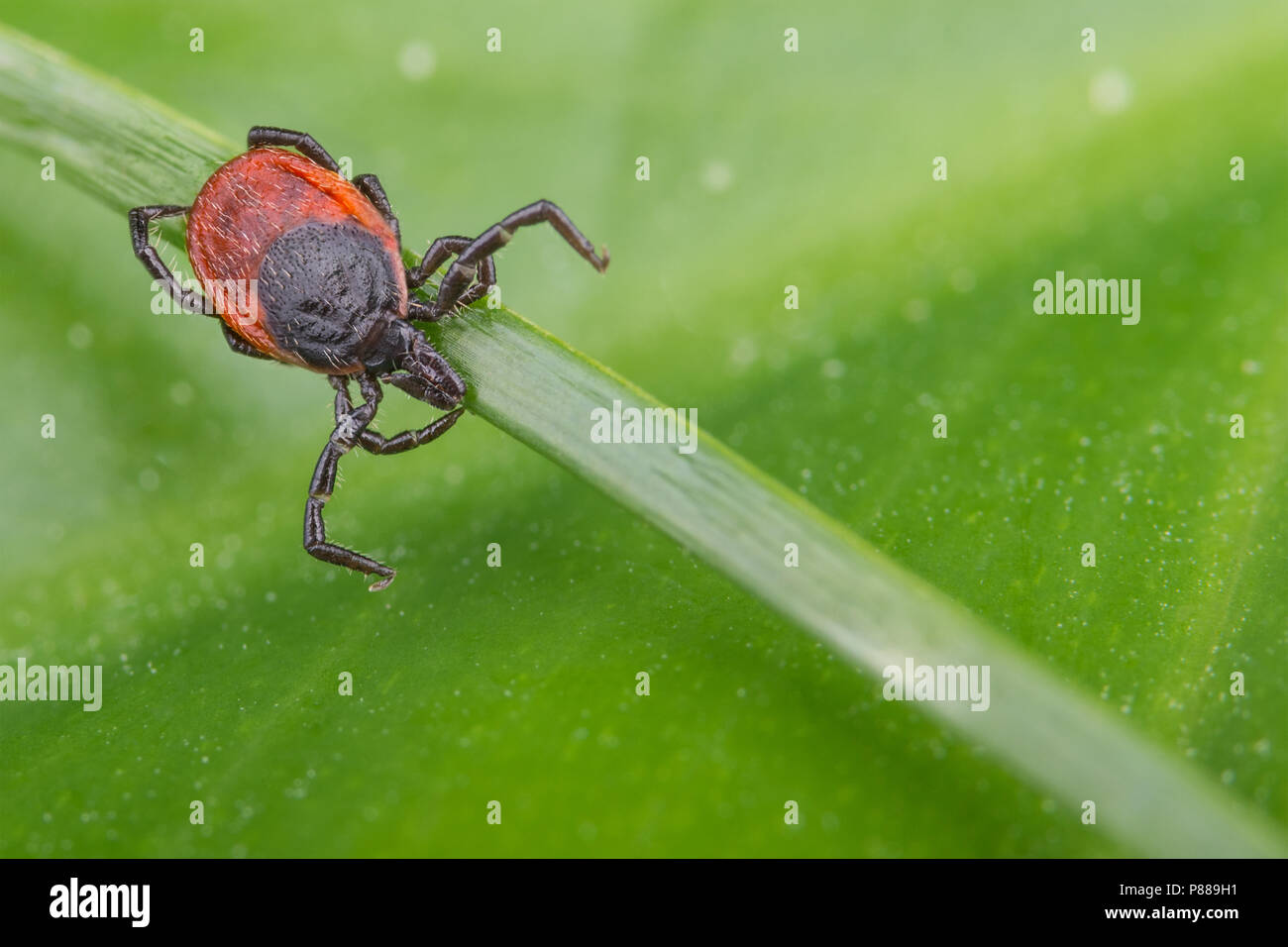Deer tick lurking on grass stem. Ixodes ricinus. Detail of natural green leaf in background. Dangerous parasite carrying encephalitis and borreliosis. Stock Photo