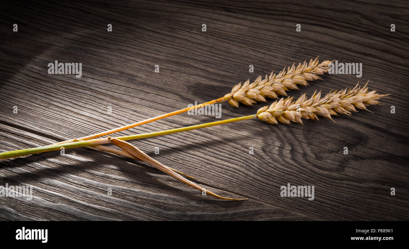 Two ripe wheat ears on a wooden table. Triticum aestivum. Decorative close-up of dry golden cereal spikes on the brown vintage background. Stock Photo
