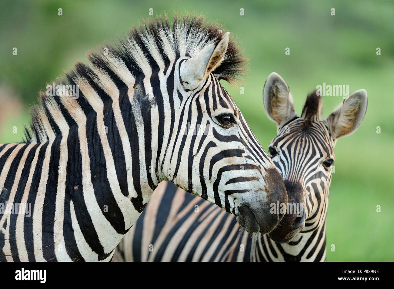 Mom and zebra foal kissing each other showing love affection Stock Photo