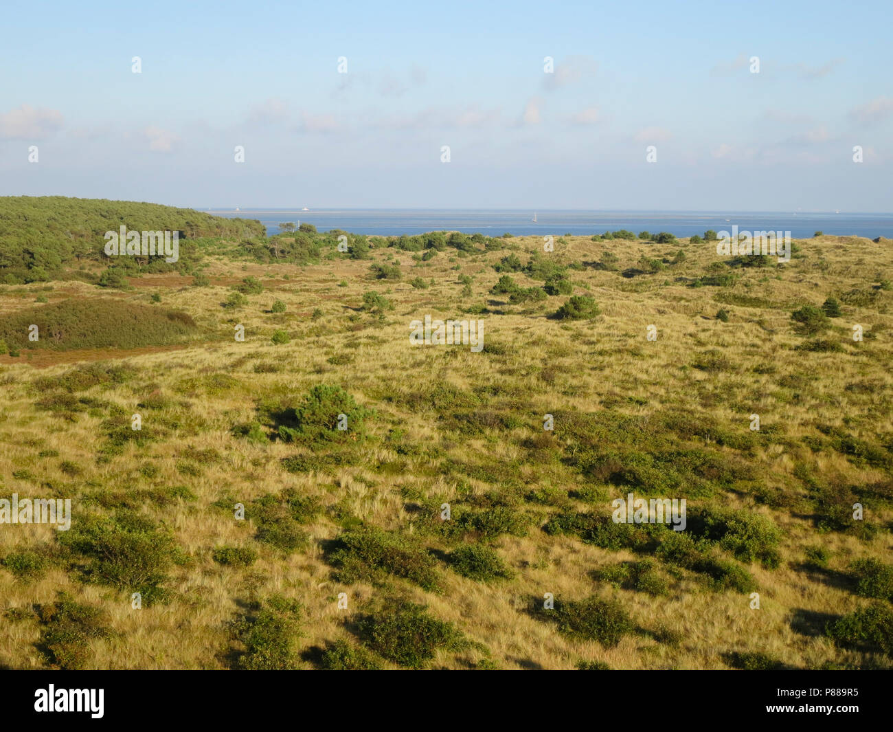 Uitzicht over duinen met naaldbomen; Overview of dunes with conifers Stock Photo