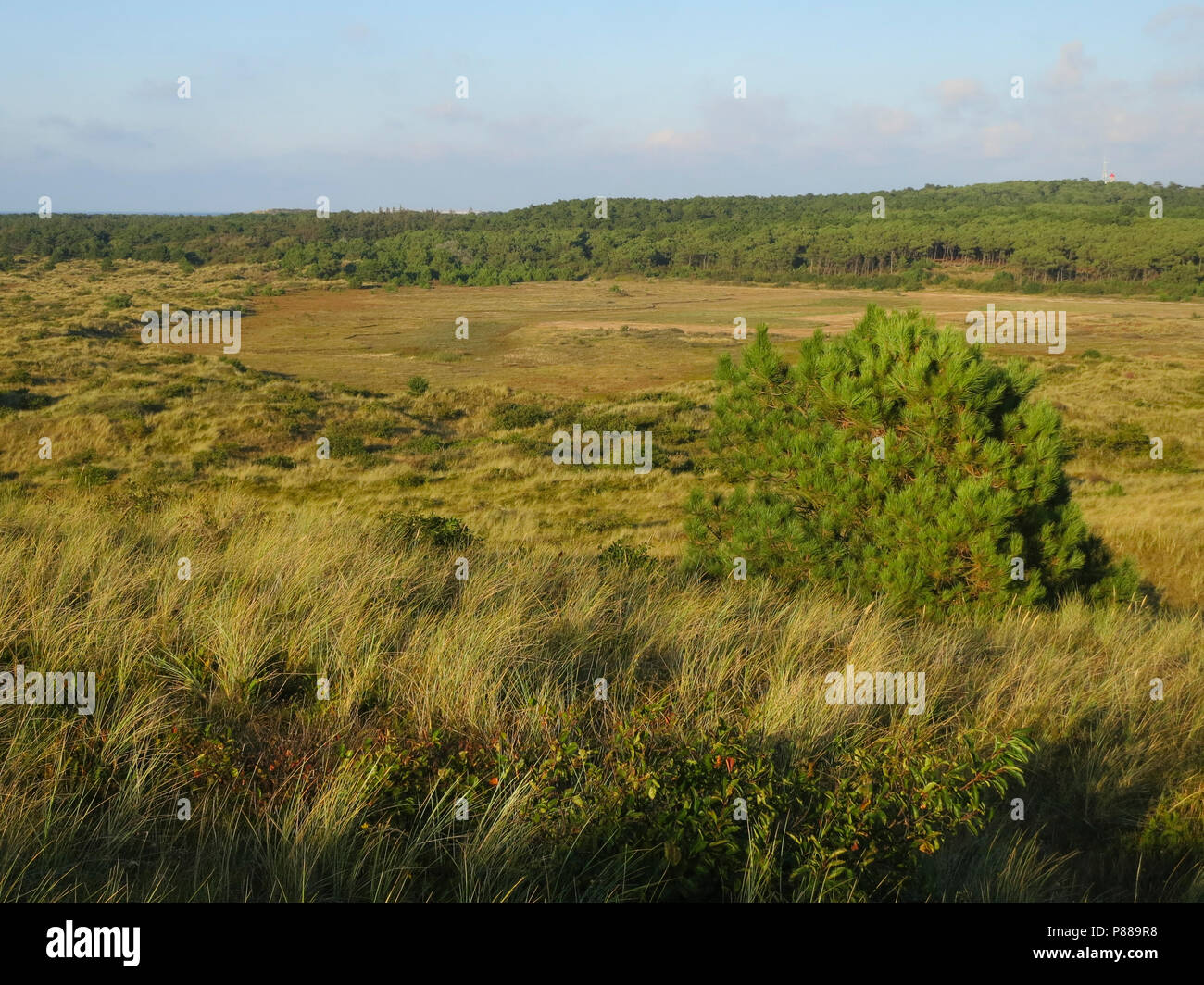 Uitzicht over duinen met naaldbomen; Overview of dunes with conifers Stock Photo