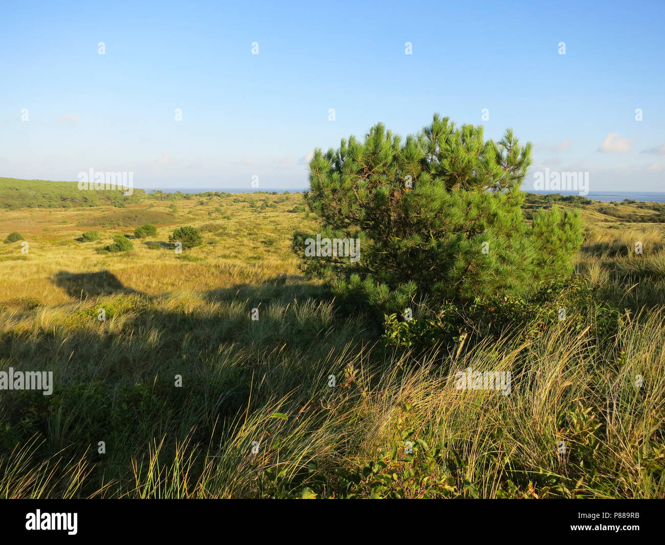 Uitzicht over duinen met naaldbomen; Overview of dunes with conifers Stock Photo