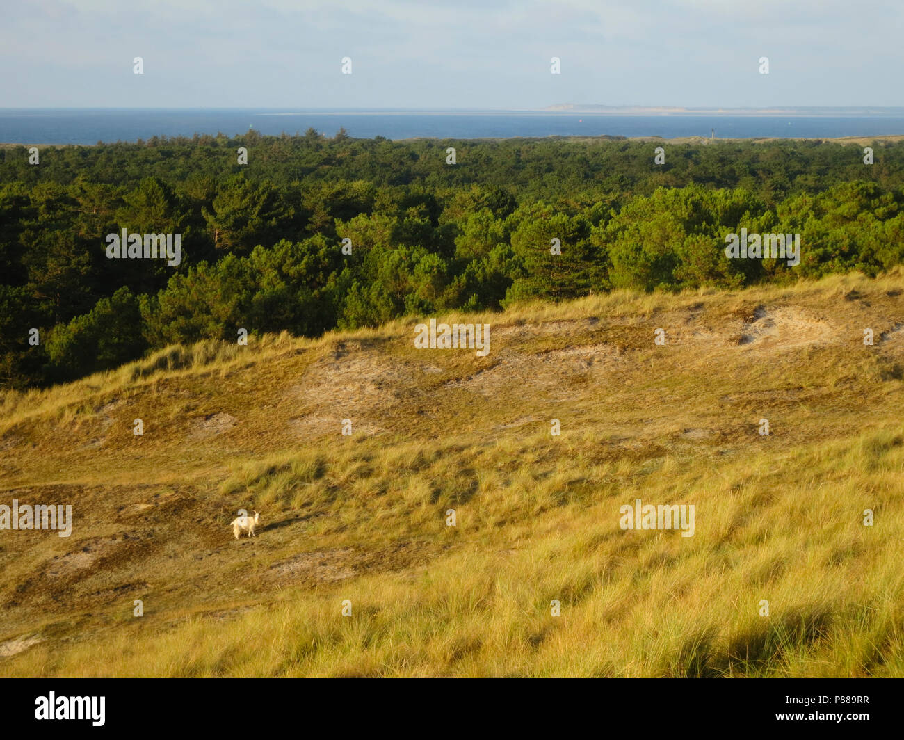 Uitzicht over duinen met naaldbomen; Overview of dunes with conifers Stock Photo