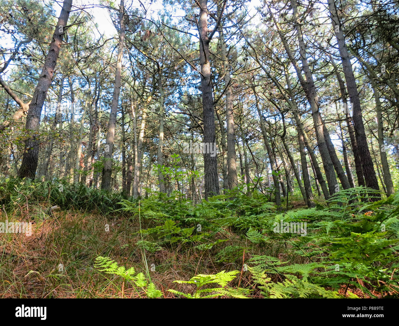 Varens in bos op Vlieland; Ferns in forest at Vlieland Stock Photo