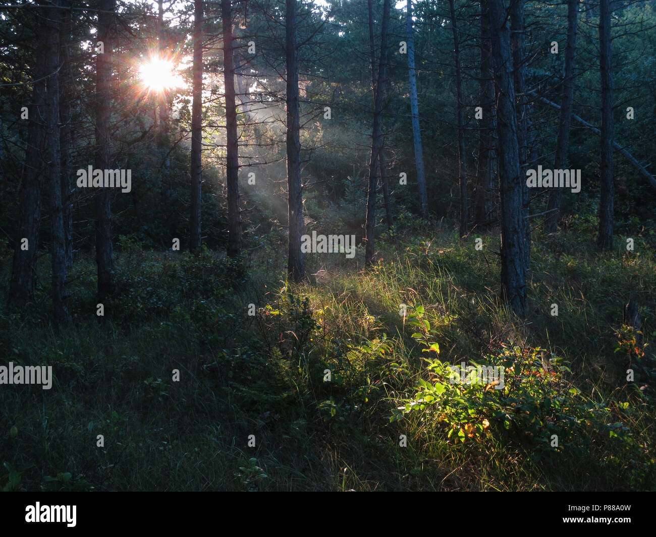 Zonnestralen in naaldbos, Sun beams in conifer forest Stock Photo