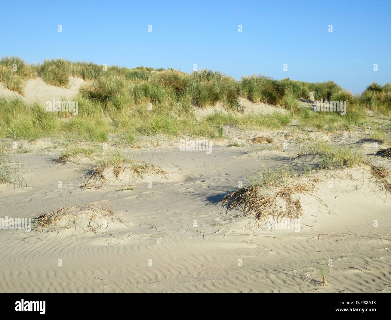 Duinen met helmgras, Dunes with marram grass Stock Photo
