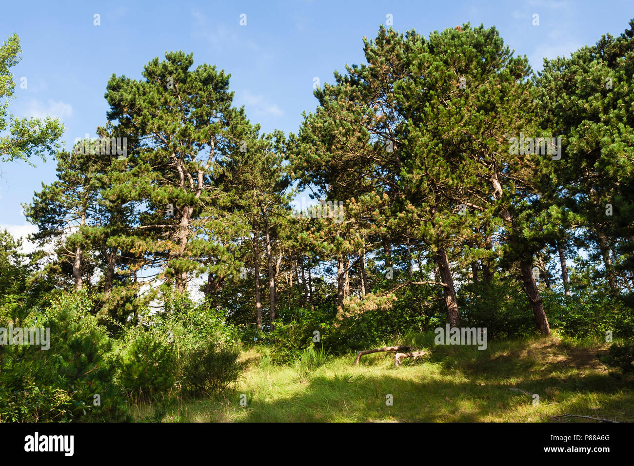 Naaldbos in het dorp Bergen; Conifer forest in village Bergen Stock Photo