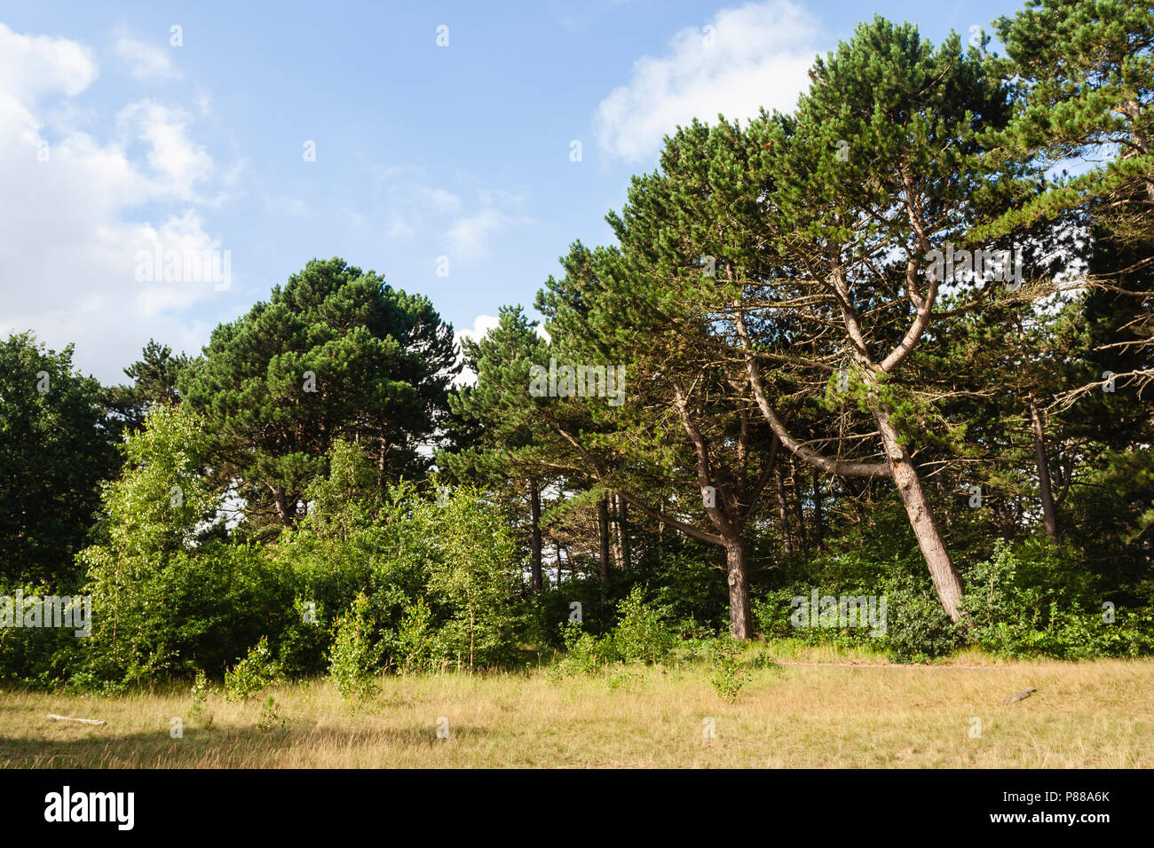 Naaldbos in het dorp Bergen; Conifer forest in village Bergen Stock Photo