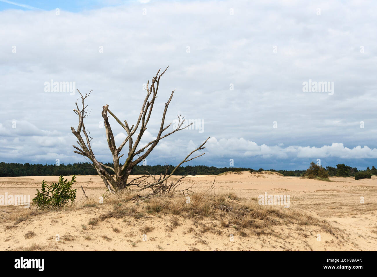 Dode Bomen High Resolution Stock Photography and Images - Alamy