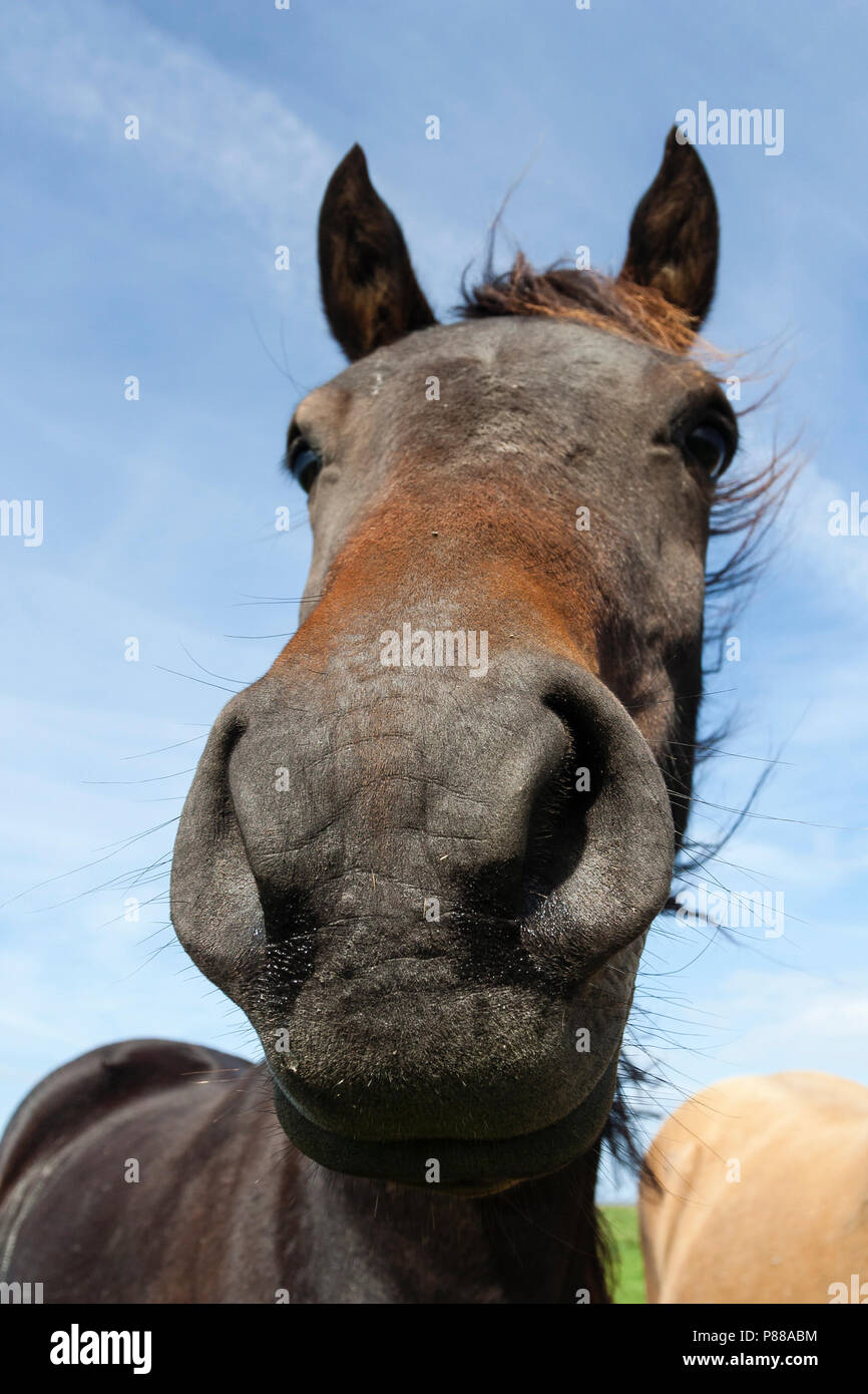 Portret van paard; Portrait of horse Stock Photo