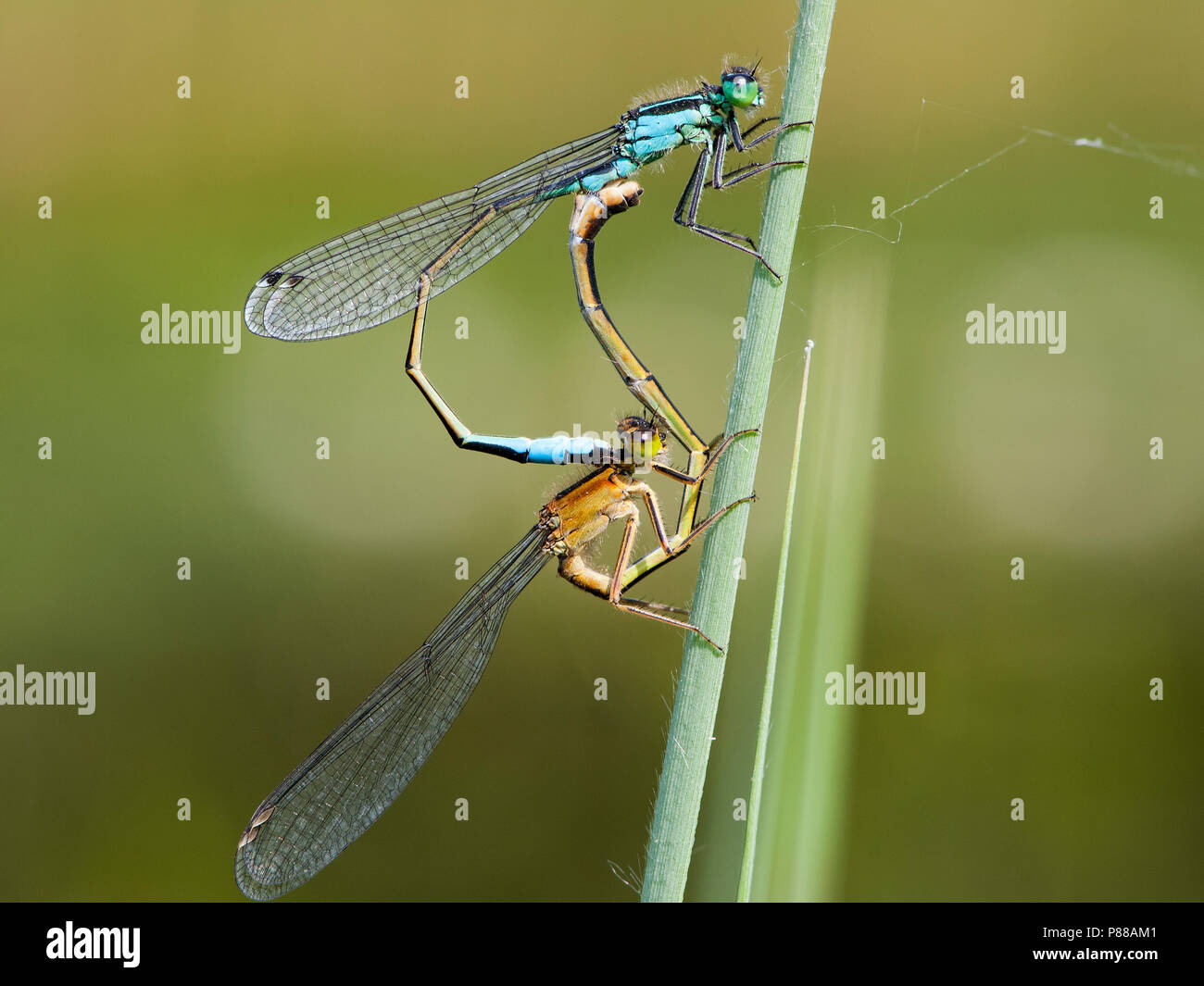 Lantaarntjes parend, Ischnura elegans pair mating Stock Photo - Alamy