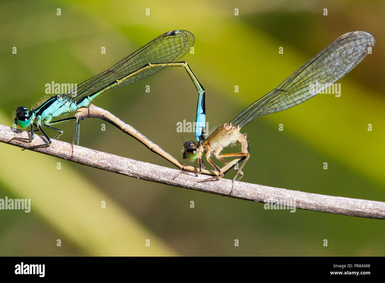 Lantaarntjes parend, Ischnura elegans pair mating Stock Photo - Alamy