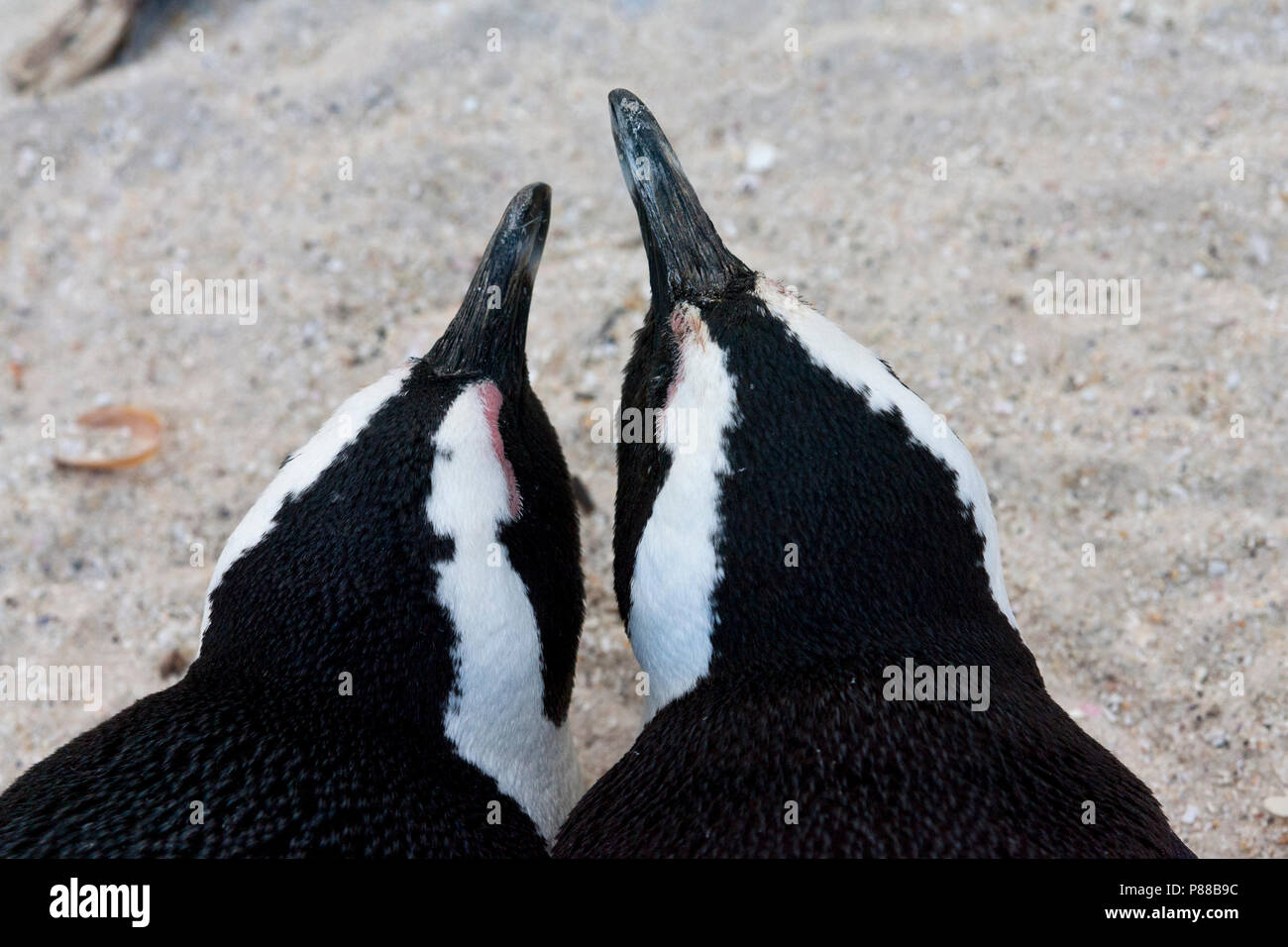 Jackass Penguin (Spheniscus demersus) at Boulders Beach, Simon's town, South Africa Stock Photo