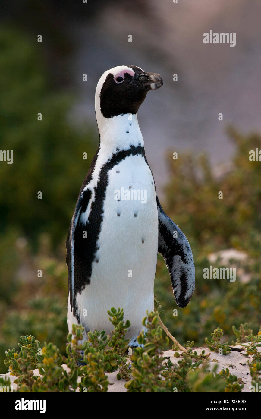 Jackass Penguin (Spheniscus demersus) at Boulders Beach, Simon's town, South Africa Stock Photo