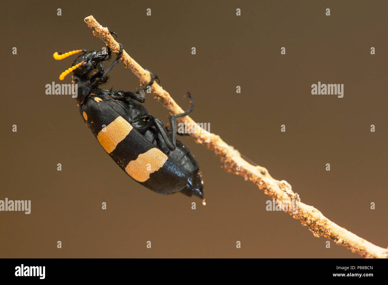 Bean Beetle, Hycleus oculatus Stock Photo Alamy