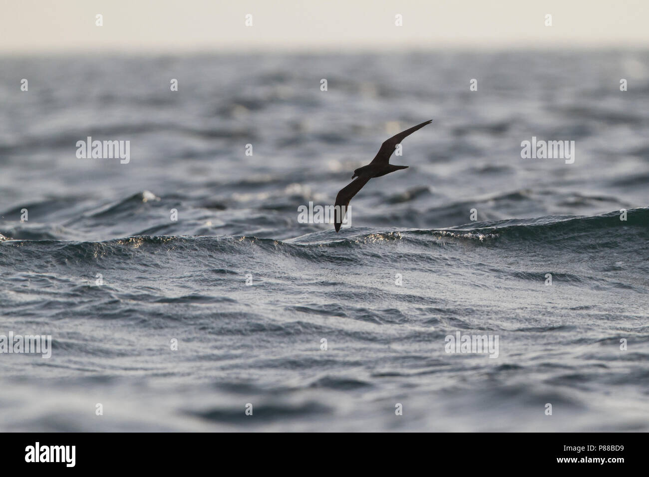 Jouanin's Petrel - Jouaninsturmvogel - Bulweria fallax, Oman Stock Photo