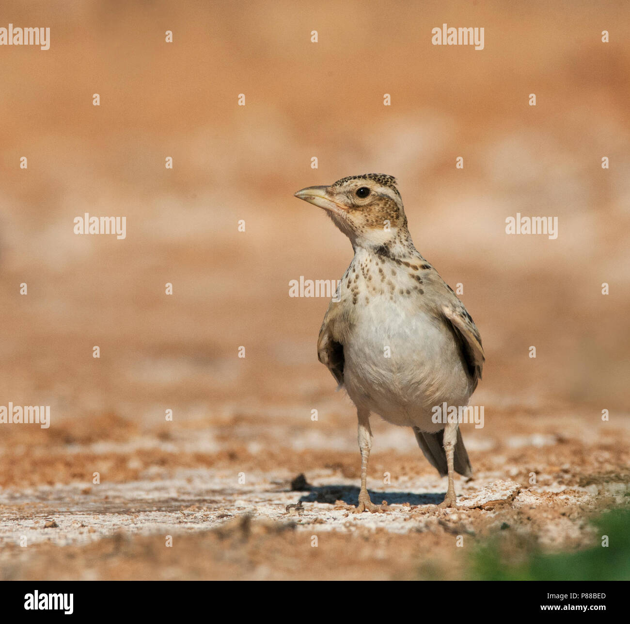 Immature Calandra Lark (Melanocorypha calandra calandra) in the Spanish ...