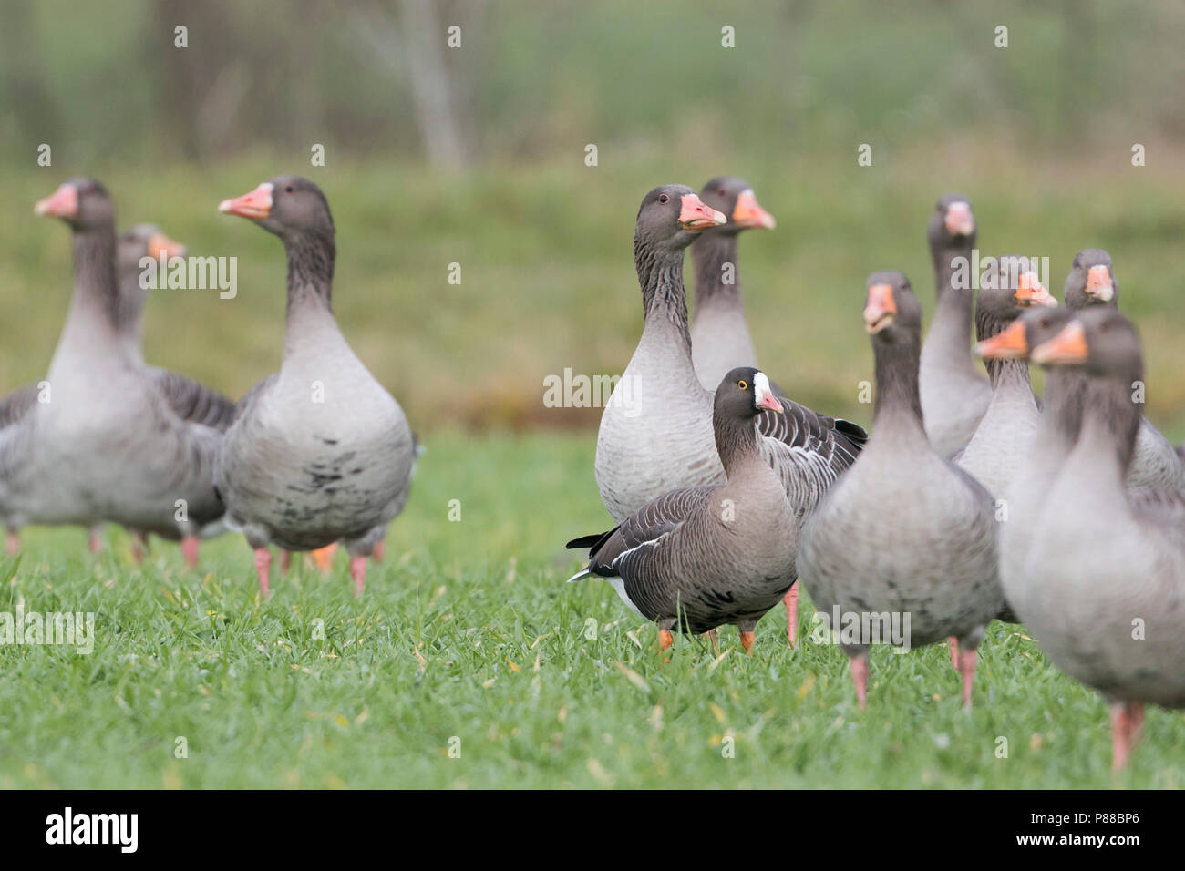 Lesser White-fronted Goose - Zwerggans - Anser erythropus, Germany, adult - between Greylag Geese Stock Photo