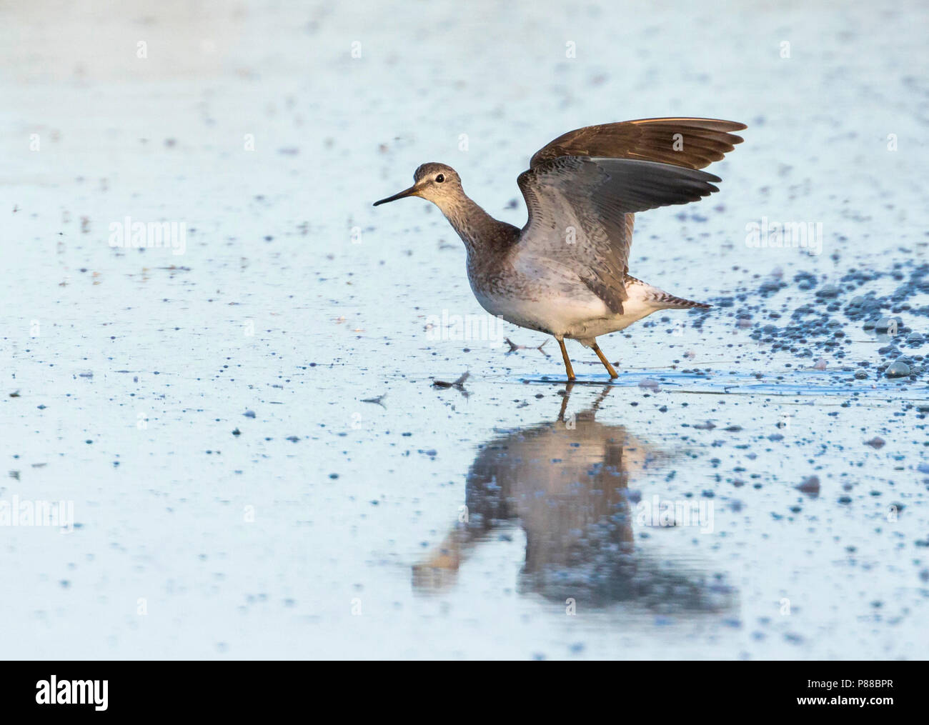 Lesser Yellowleg, Kleine Geelpootruiter, Tringa flavipes, Great Britain, adult Stock Photo