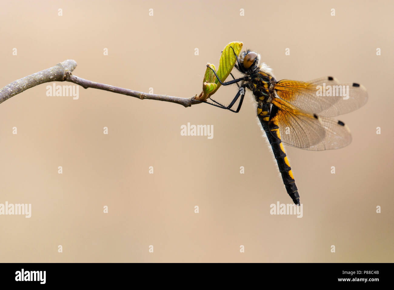 Noordse witsnuitlibel, Leucorrhinia rubicunda Stock Photo