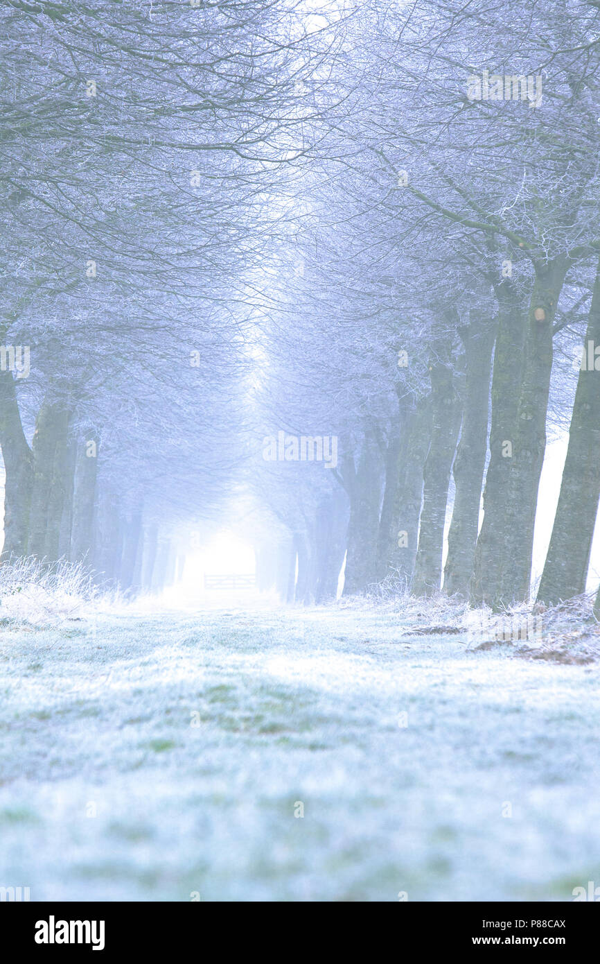 Winterlandschap Delleboersterheide, Winter landscape Delleboersterheide Stock Photo