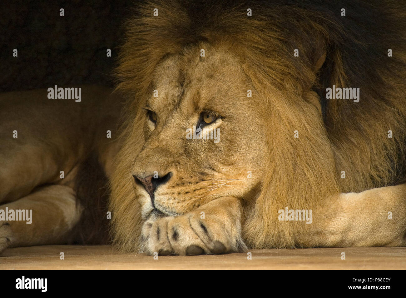 Afrikaanse Leeuw in gevangenschap, African Lion in captivity Stock