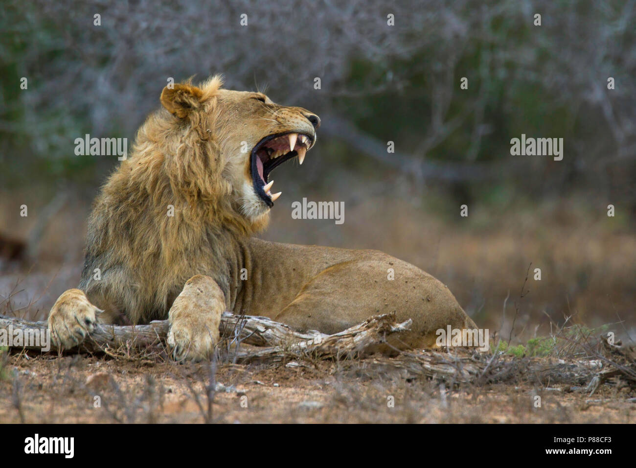 African Lion (Panthera leo) it listed as Vulnerable on the IUCN Red List. Populations in African range countries declined by about 43% since the early Stock Photo