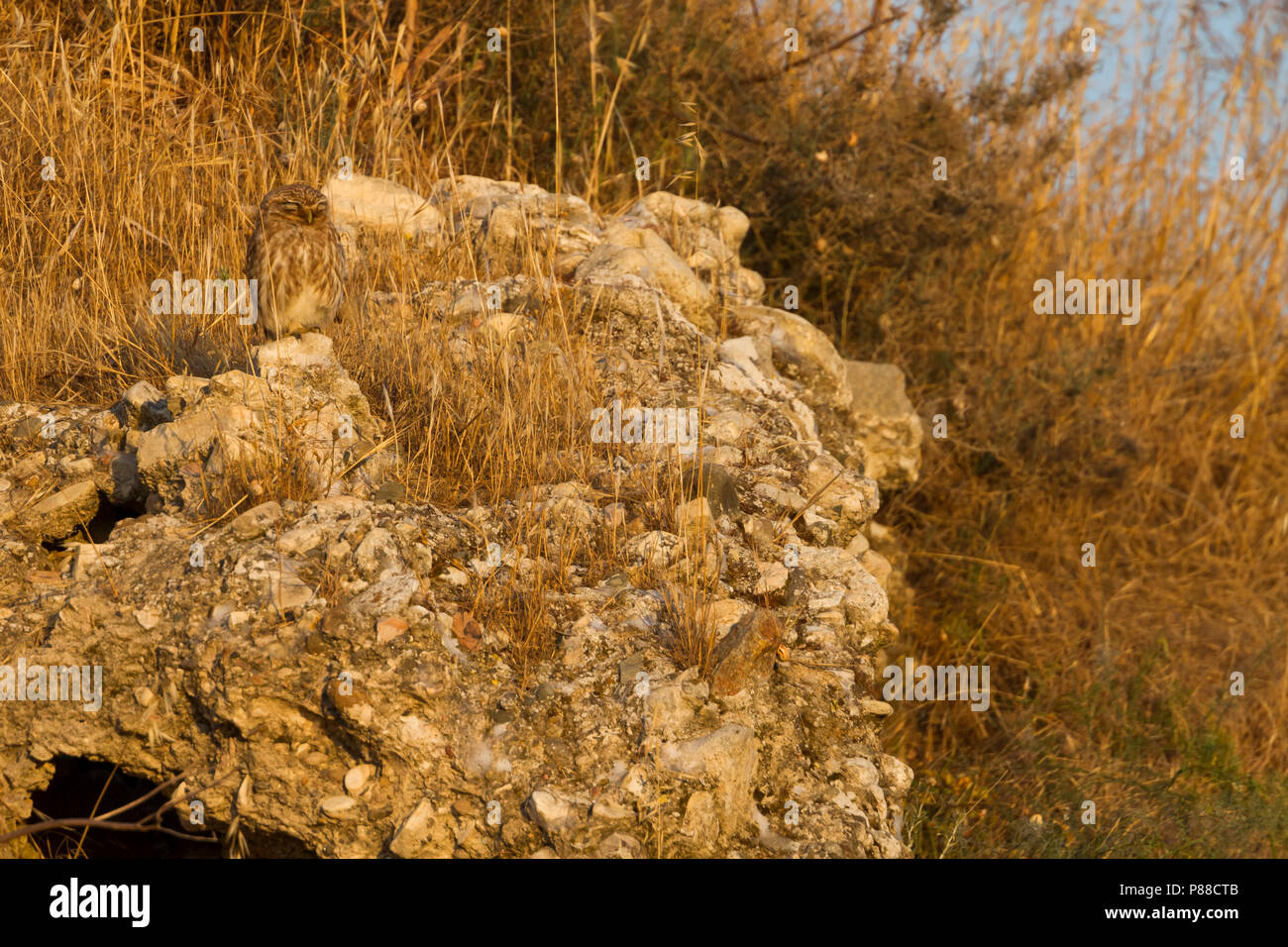 Little Owl - Steinkauz - Athene noctua lilith, Cyprus, adult Stock Photo
