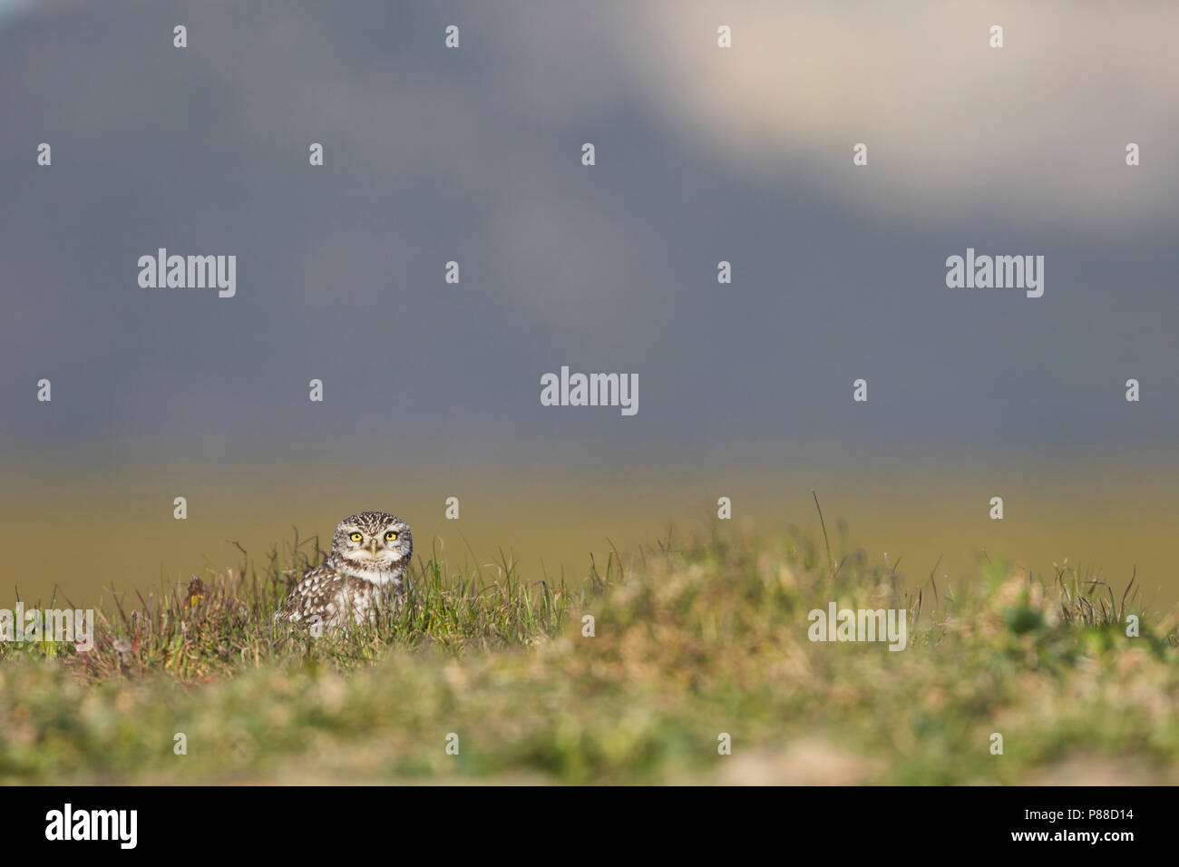 Little Owl - Steinkauz - Athene noctua vidalii, Spain, adult, male Stock Photo