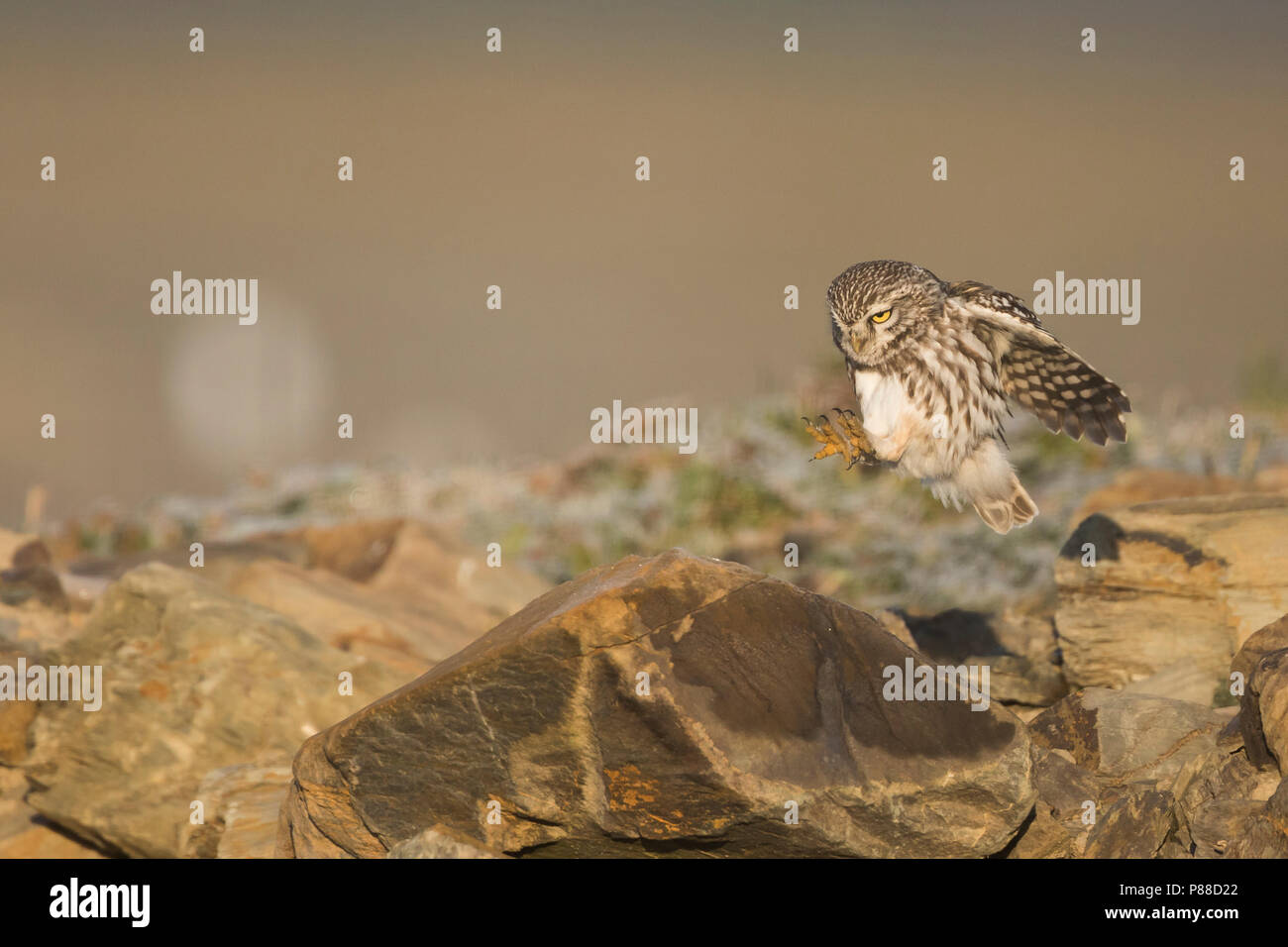 Little Owl - Steinkauz - Athene noctua vidalii, Spain, adult, male Stock Photo