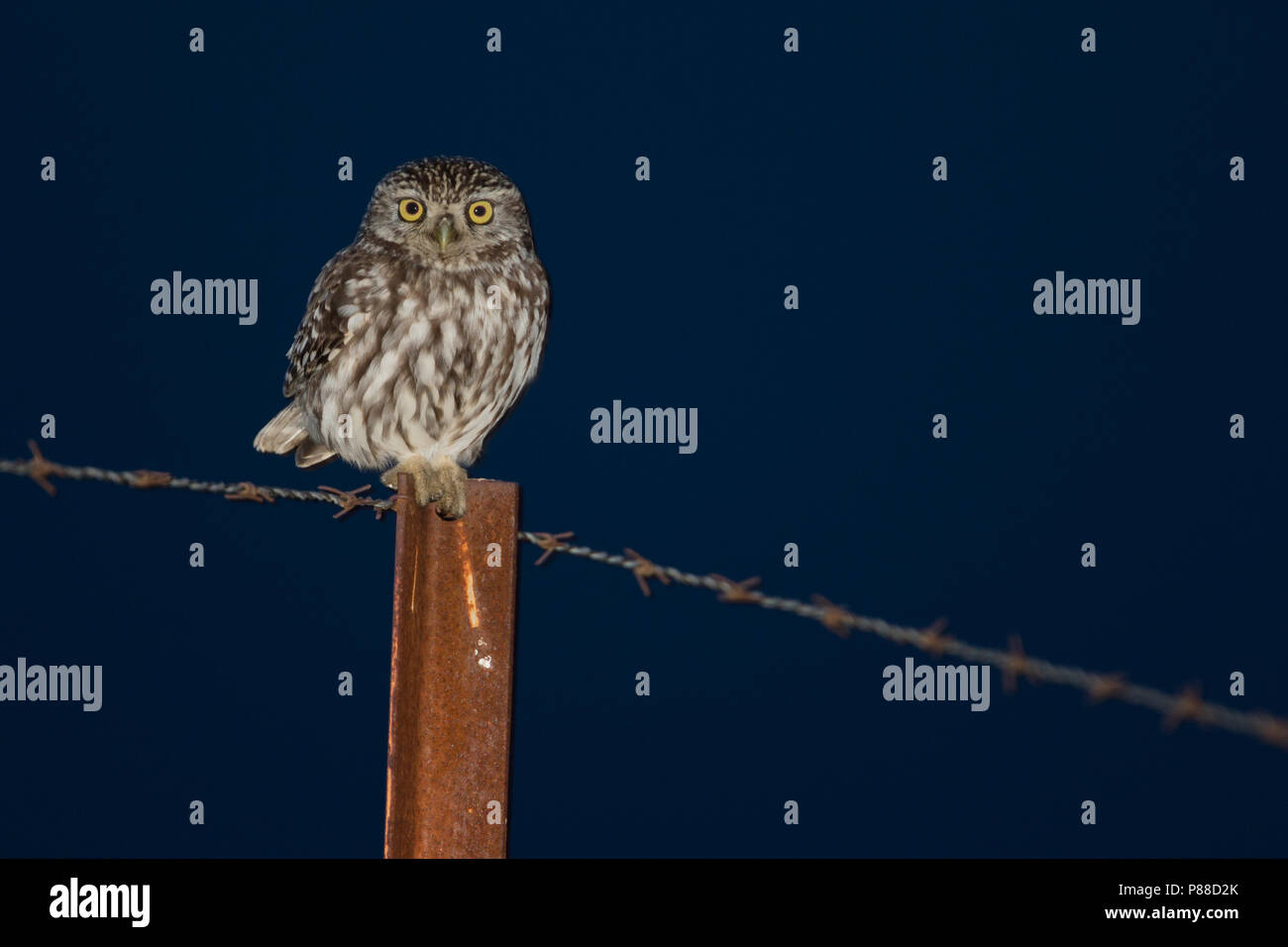 Little Owl - Steinkauz - Athene noctua vidalii, Spain, adult Stock Photo