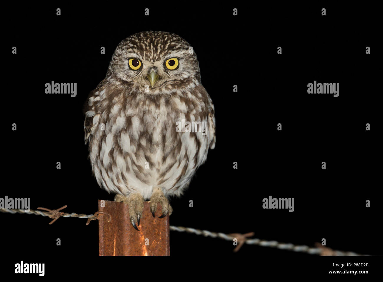 Little Owl - Steinkauz - Athene noctua vidalii, Spain, adult Stock Photo