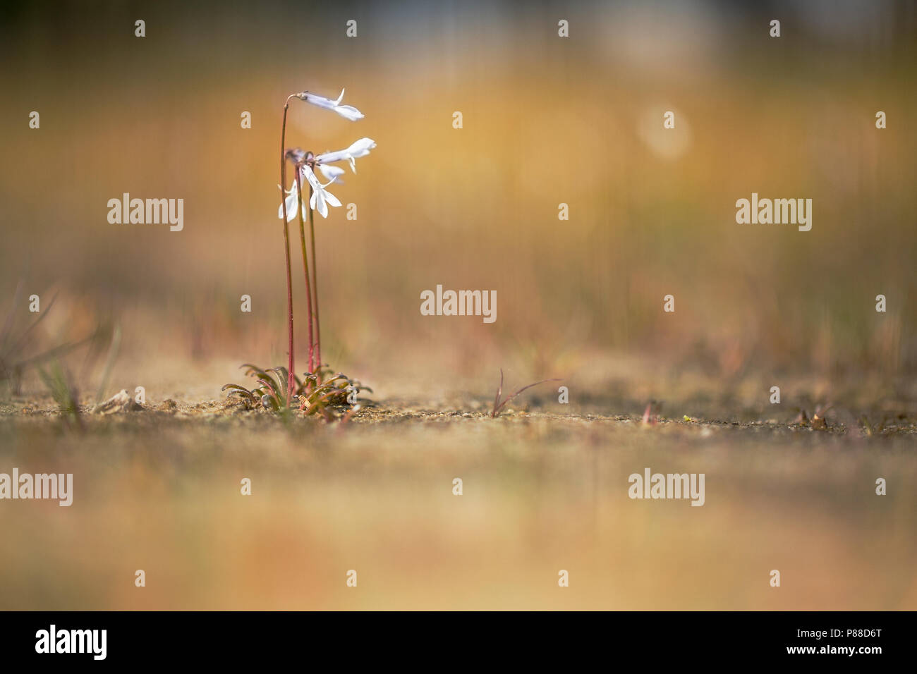 Wasser lobelie hires stock photography and images Alamy